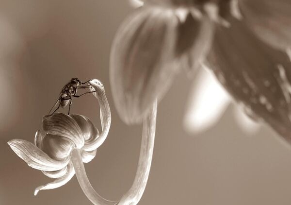 Mouche sur un bouton de fleur, en sépia, tableau insecte sur une fleur en sépia