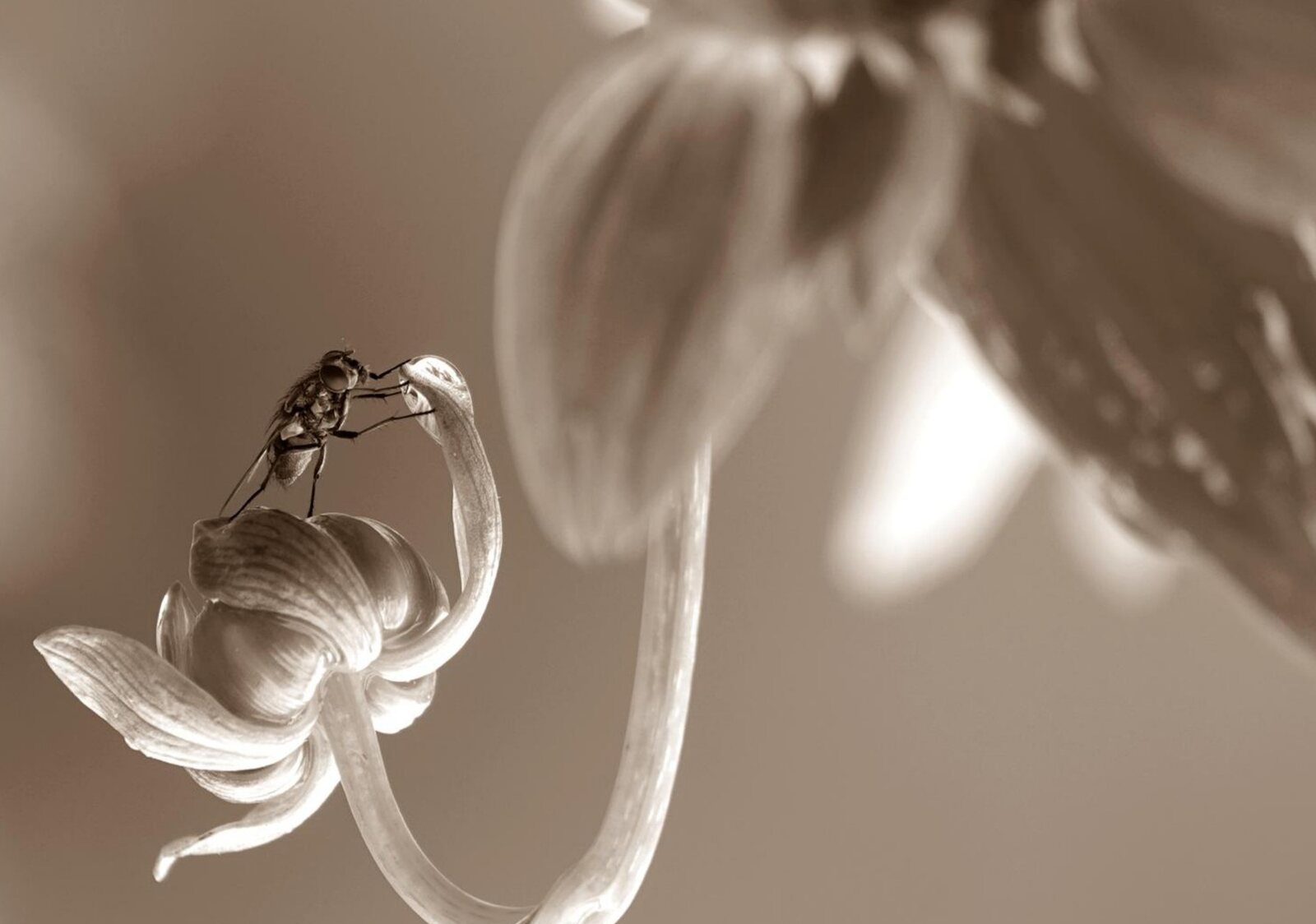 Mouche sur un bouton de fleur, en sépia, tableau sur aluminium, aperçu dans un intérieur