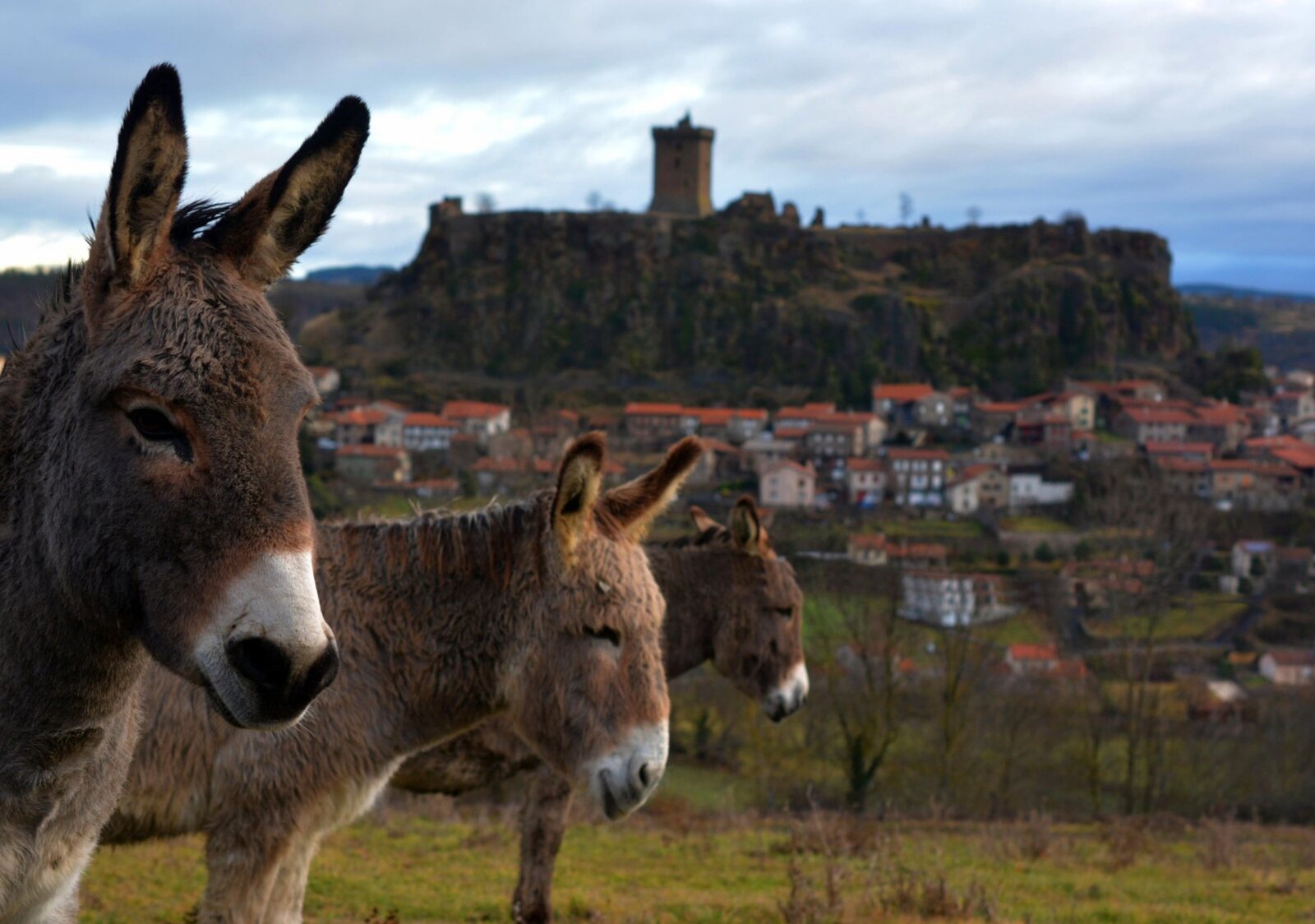 Les ânes et le château, tableau sur aluminium, aperçu dans un intérieur
