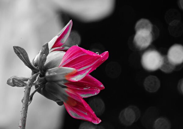 Dahlia magenta sur fond de lumières, tableau dahlia magenta, fond de lumières