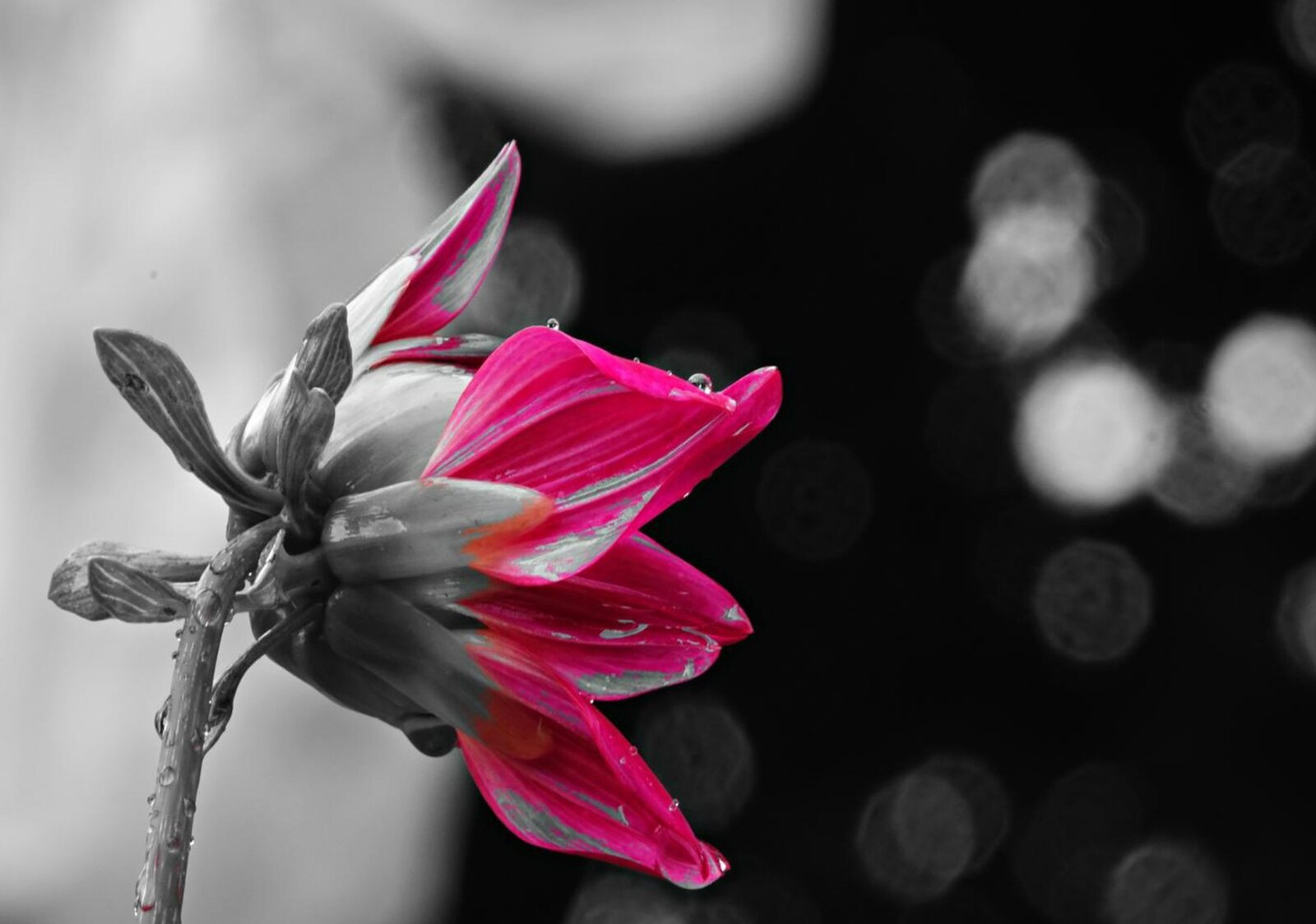 Dahlia magenta sur fond de lumières, tableau sur aluminium, aperçu dans un intérieur