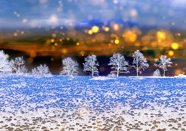Arbres givrés sous un ciel d’or, tableau arbres givrés en hiver
