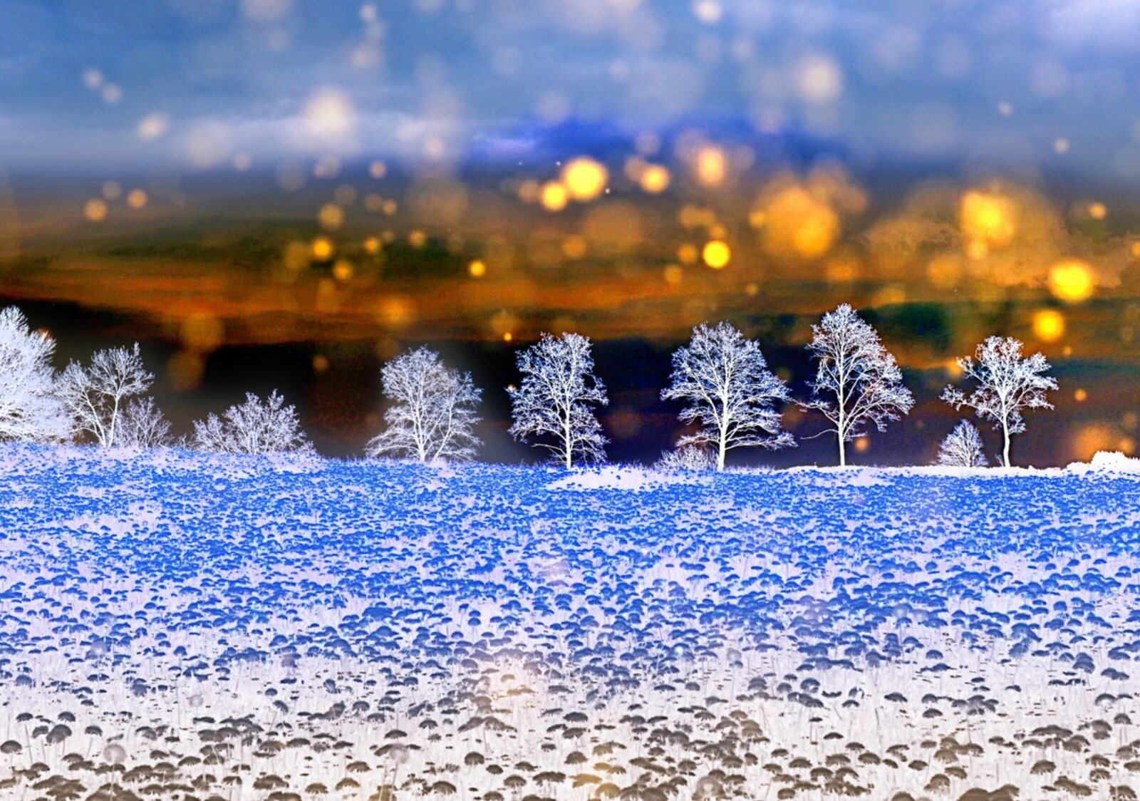 Arbres givrés sous un ciel d’or, tableau sur aluminium, aperçu dans un intérieur