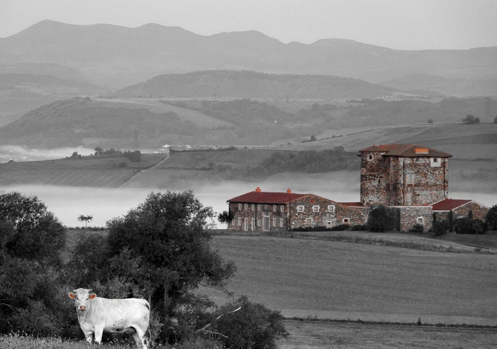 La vache blanche et la ferme aux toits rouges, tableau sur aluminium, aperçu dans un intérieur