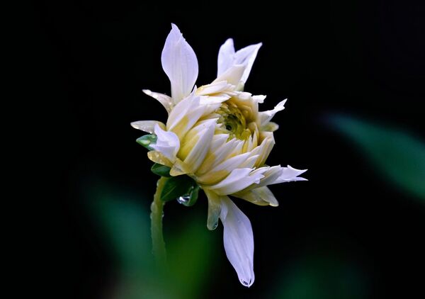 Dahlia blanc sous la pluie, tableau dahlia blanc sous la pluie