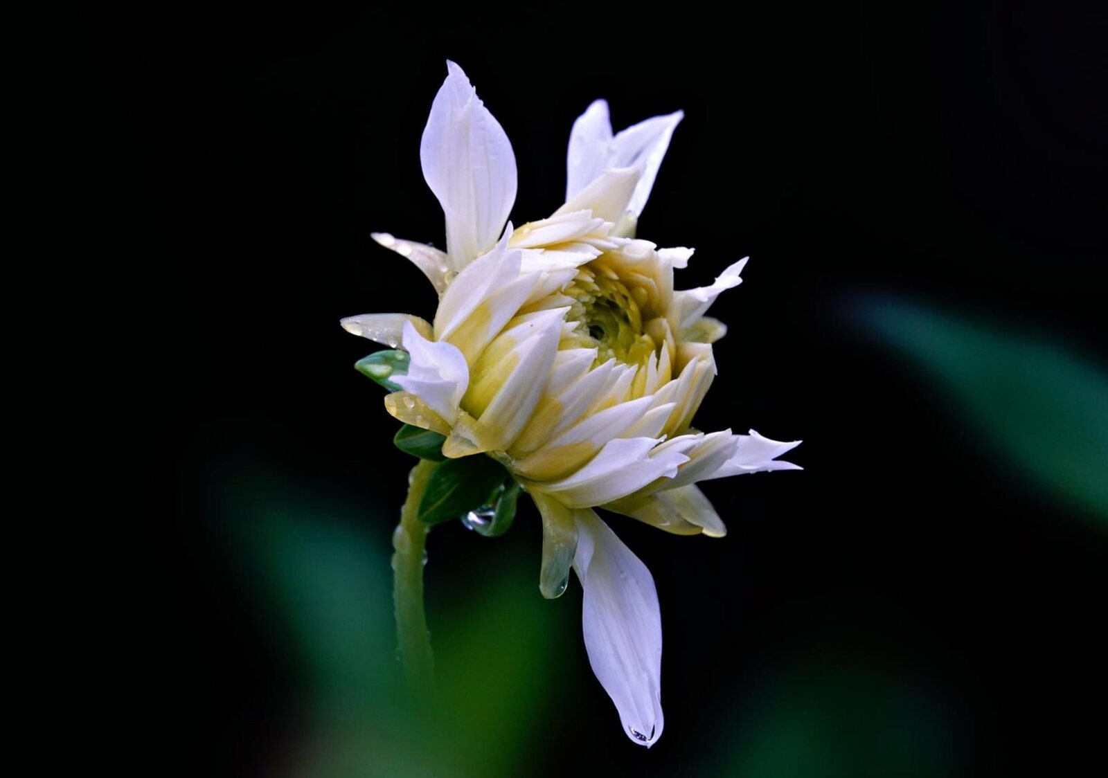 Dahlia blanc sous la pluie, tableau sur aluminium, aperçu dans un intérieur
