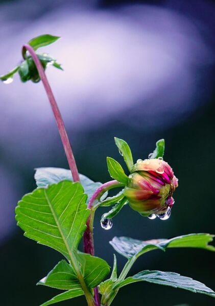 Bouton de dahlia sous la pluie, tableau bouton de dahlia sous la pluie