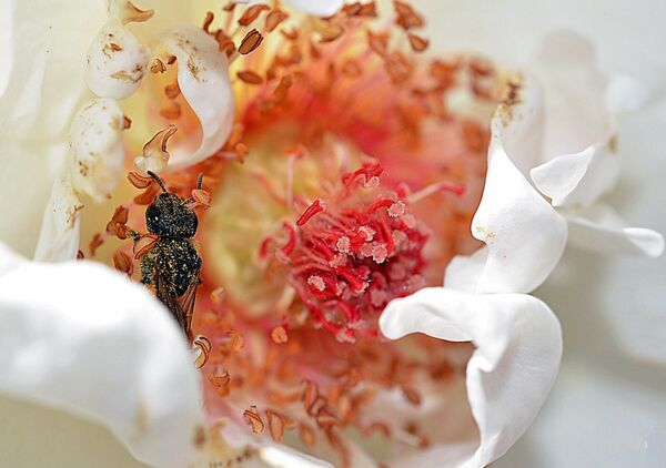 Petit insecte au cœur d’une fleur blanche, tableau insecte sur une fleur blanche