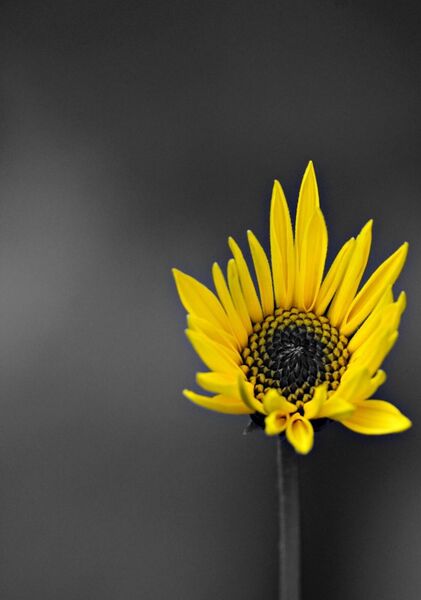 Fleur jaune sur fond gris, tableau fleur jaune sur fond gris