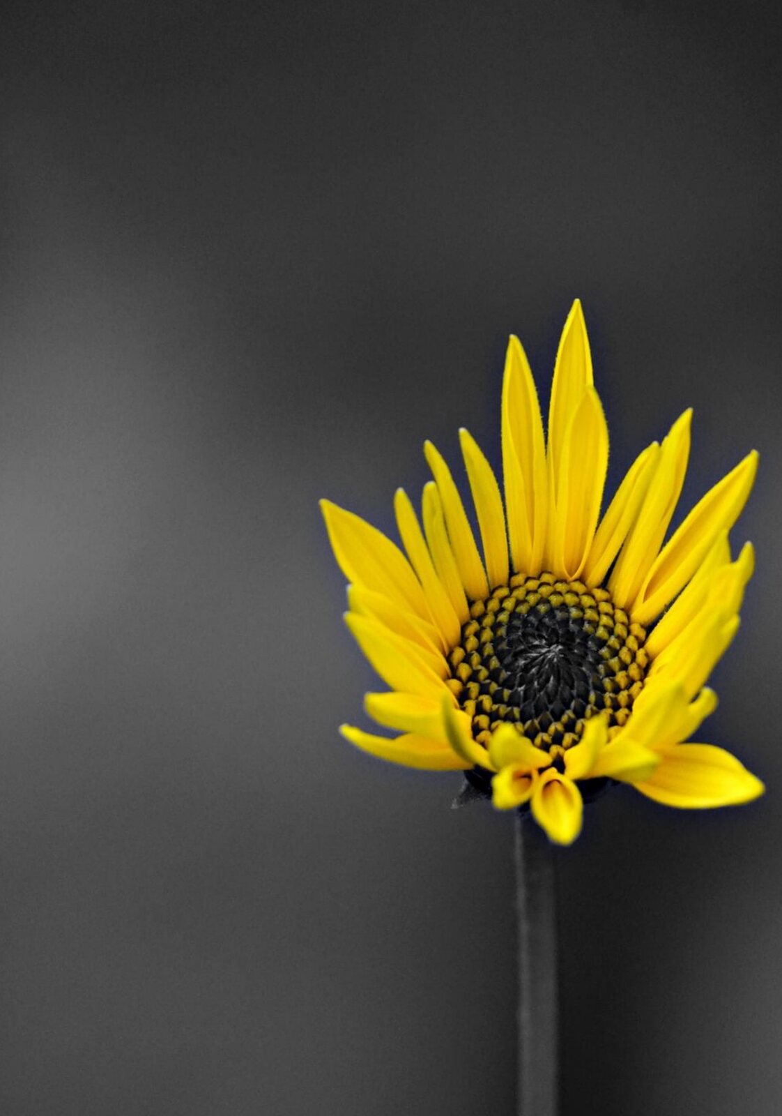 Fleur jaune sur fond gris, tableau sur aluminium, aperçu dans un intérieur