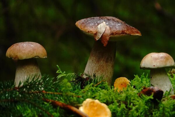 Bolets dans la mousse, tableau bolets dans la mousse