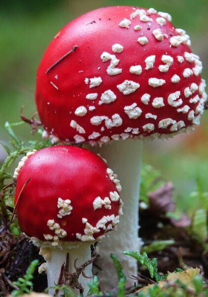 Deux amanites tue-mouches, tableau amanites tue-mouches rouges