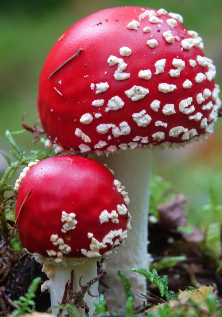 Deux amanites tue-mouches, tableau amanites tue-mouches rouges, photographie de Fabrice Courtadon