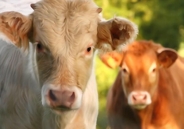 Deux jeunes vaches curieuses, tableau vaches d’Auvergne en gros plan