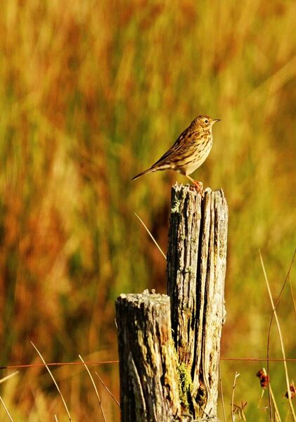 Pipit farlouse sur un vieux piquet, tableau pipit farlouse sur un piquet