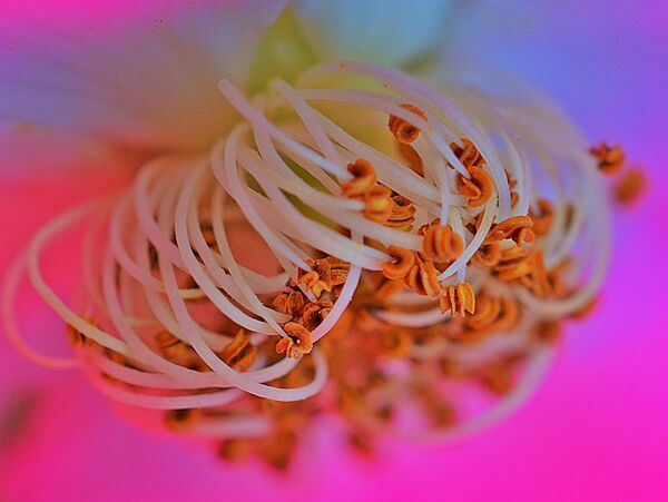 Étamines sur fond rose vif, tableau cœur de fleur en macro