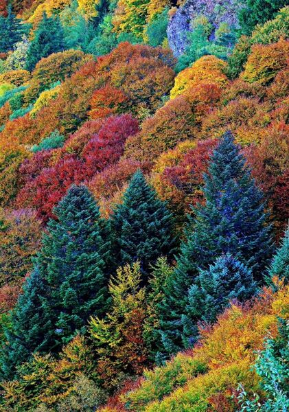 Forêt d’Auvergne en automne, tableau forêt d’automne multicolore