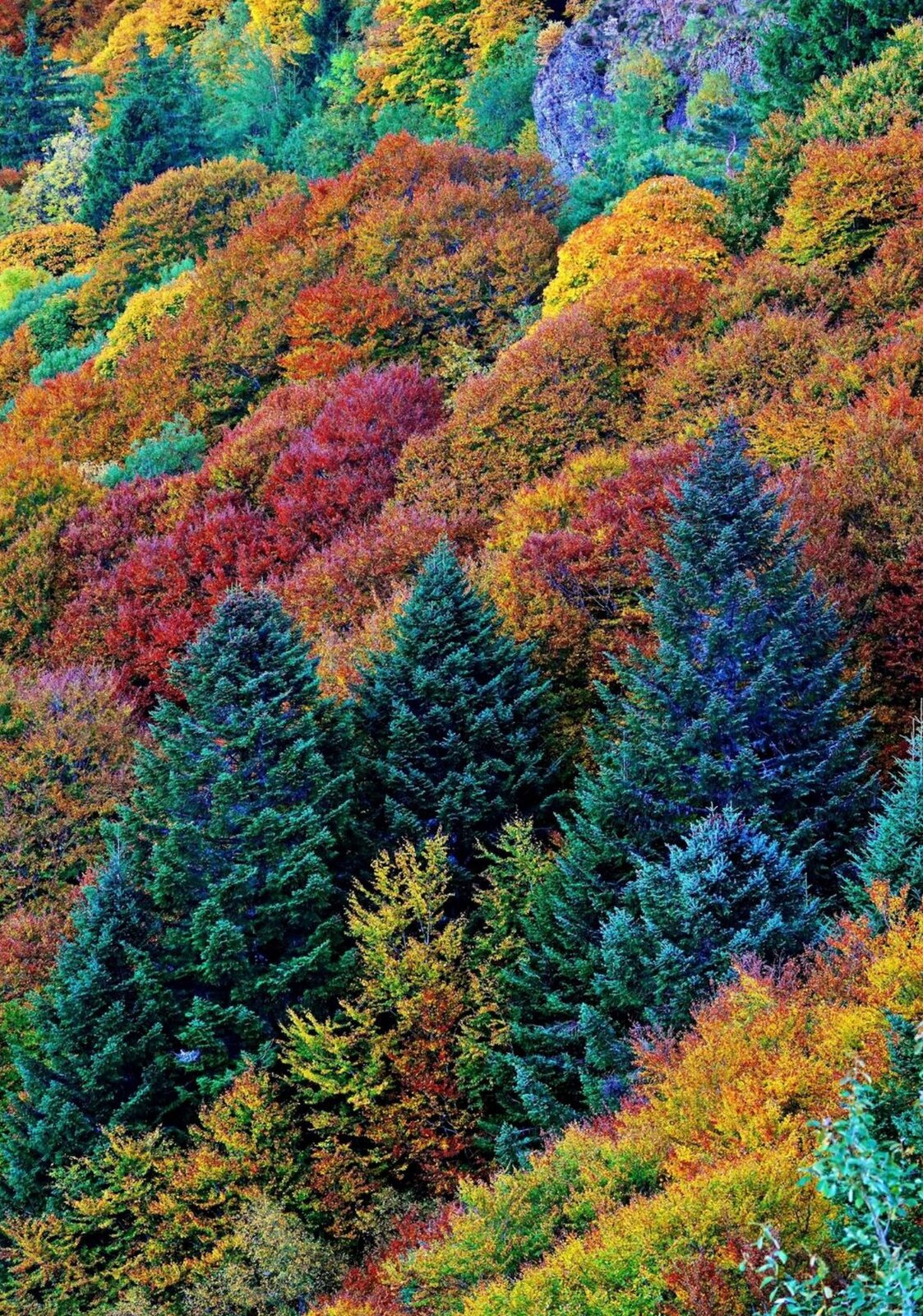 Forêt d’Auvergne en automne, tableau sur aluminium, aperçu dans un intérieur