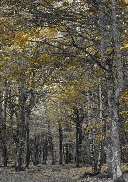 Beauté des saisons, tableau sous-bois aux feuilles dorées