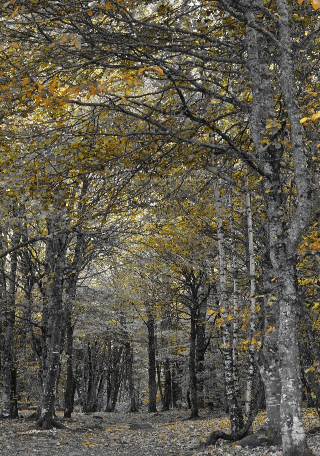 Beauté des saisons, tableau sur aluminium, aperçu dans un intérieur