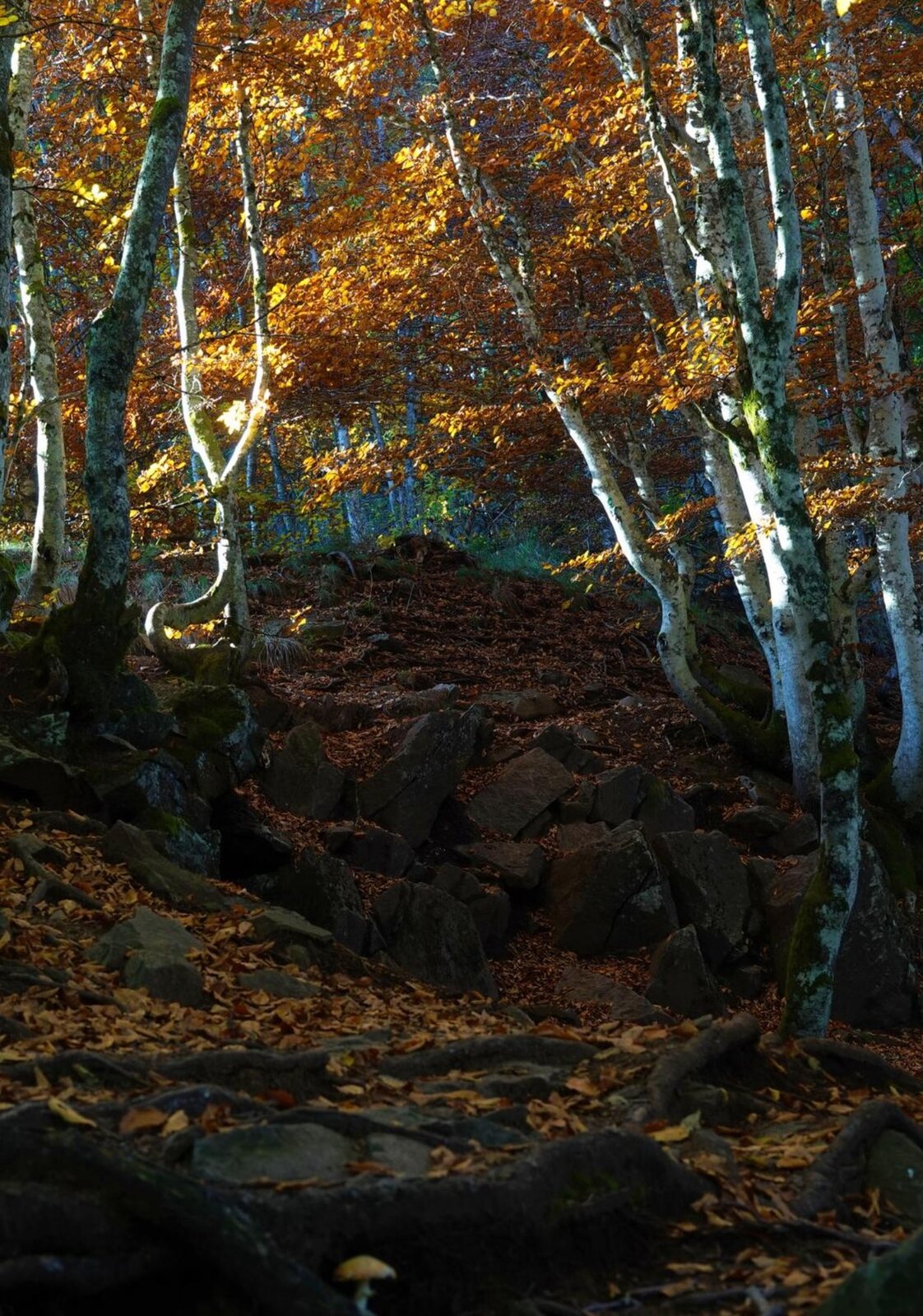 Trésor, tableau sur aluminium, aperçu dans un intérieur