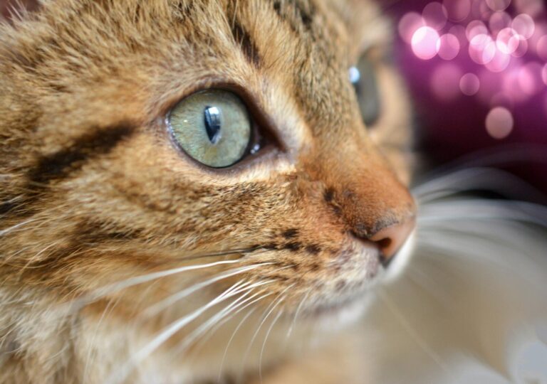 Regard de chat tigré sur fond rose, tableau chat tigré en gros plan, photographie de Fabrice Courtadon