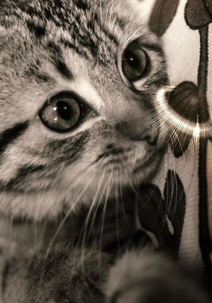 Chaton tigré en sépia, tableau chaton tigré en sépia
