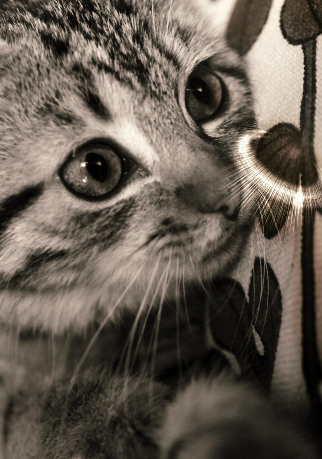 Chaton tigré en sépia, tableau sur aluminium, aperçu dans un intérieur