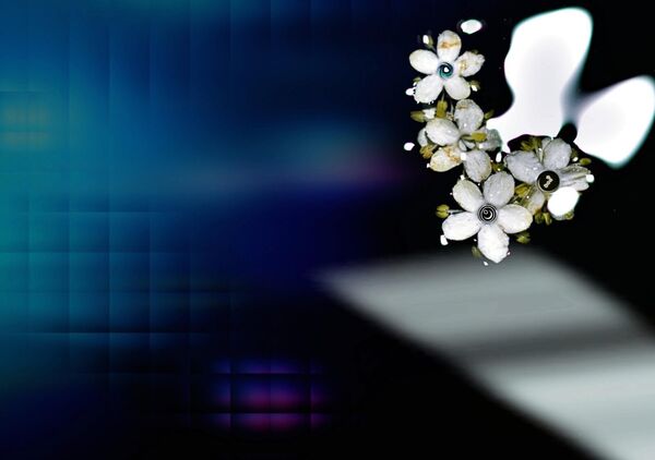 Fleurs blanches sur fond bleu nuit, tableau petites fleurs blanches