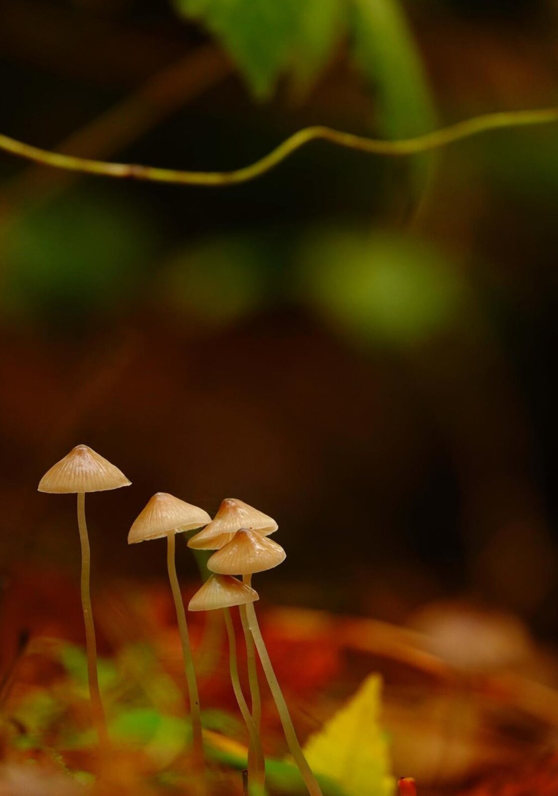 Petits champignons du sous-bois, tableau sur aluminium, aperçu dans un intérieur