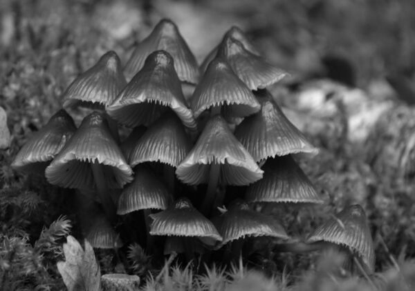 Colonie de champignons en noir et blanc, tableau champignons en noir et blanc