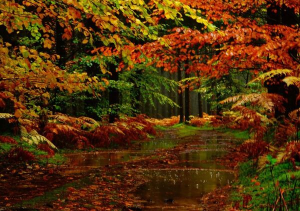 Flou pictural, tableau chemin forestier mouillé en automne