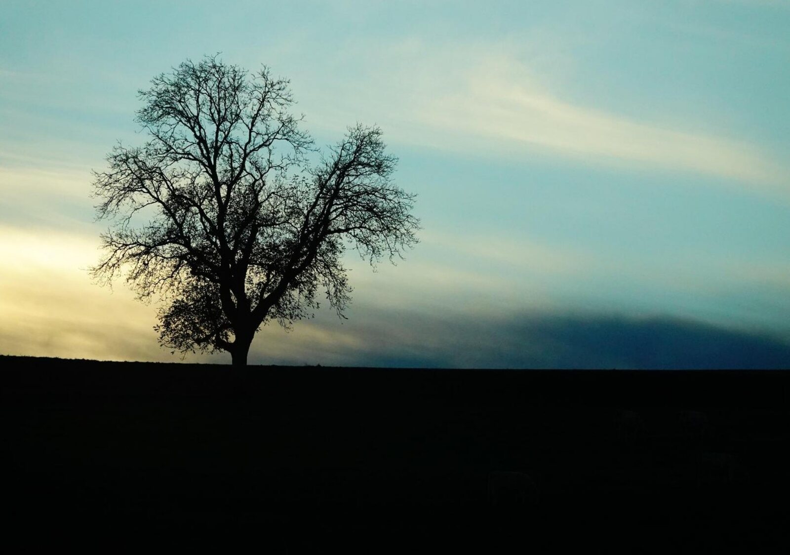 Arbre seul au coucher du soleil, tableau sur aluminium, aperçu dans un intérieur