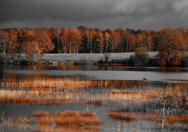 Quand l’orange dévore le silence, tableau étang de la Ramade en automne