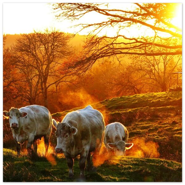 Quand le soleil auvergnat caresse le troupeau, tableau vaches au soleil couchant
