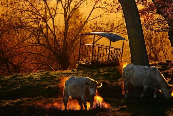 Lumière dorée d’Auvergne, tableau vaches dans la lumière dorée