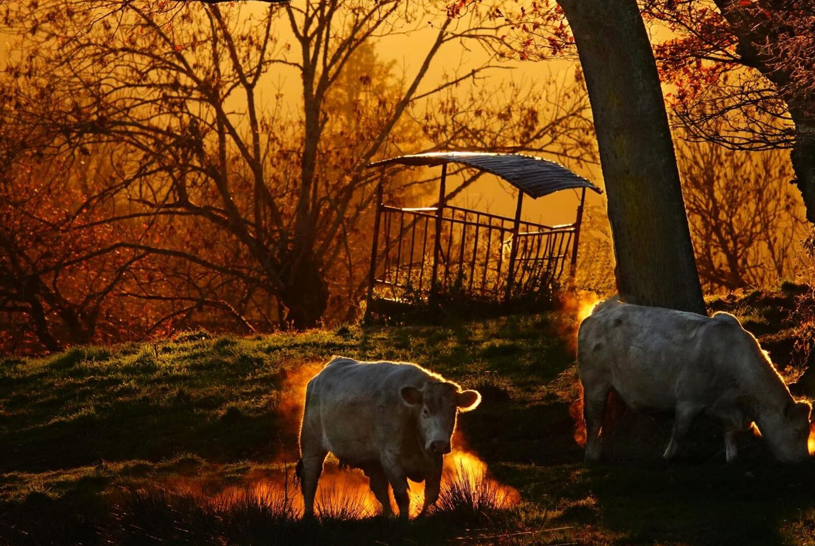 Lumière dorée d’Auvergne, tableau sur aluminium, aperçu dans un intérieur