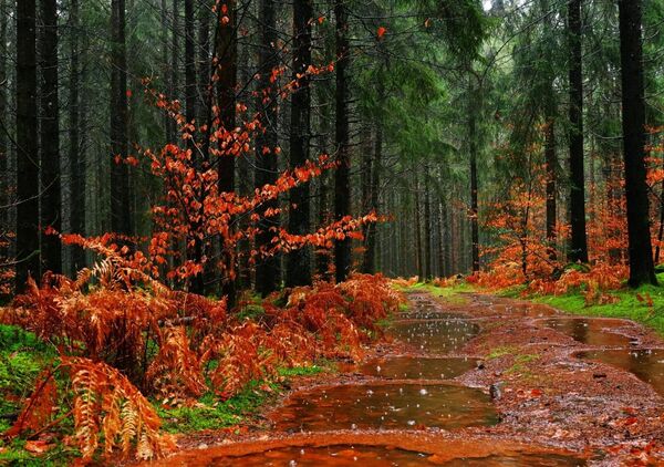 L’automne s’attarde, tableau chemin forestier sous la pluie