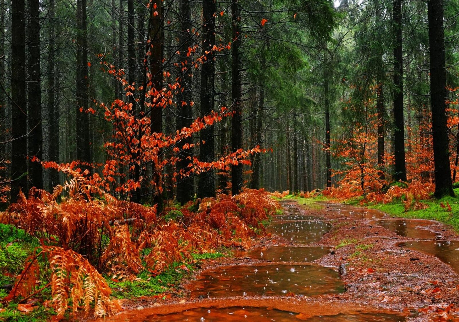 L’automne s’attarde, tableau sur aluminium, aperçu dans un intérieur