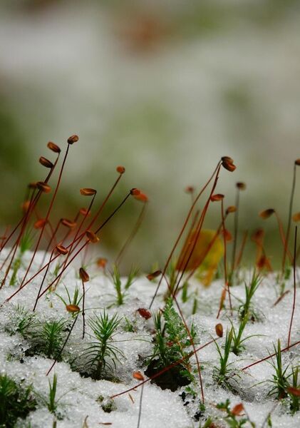 Une clairière miniature en Auvergne, tableau mousse sous la neige