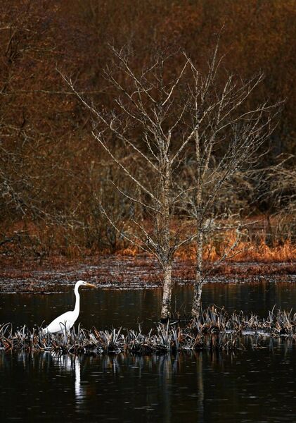 La lande rousse enrobe l’aigrette, tableau aigrette blanche dans un étang
