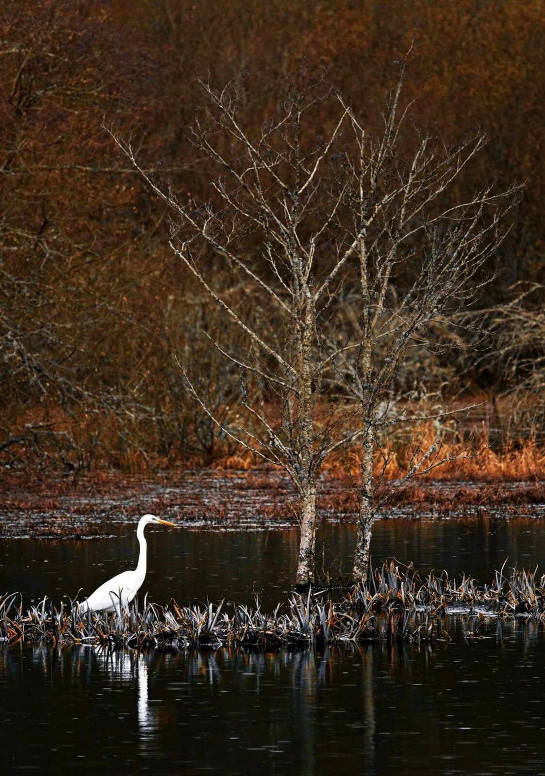 La lande rousse enrobe l’aigrette, tableau sur aluminium, aperçu dans un intérieur
