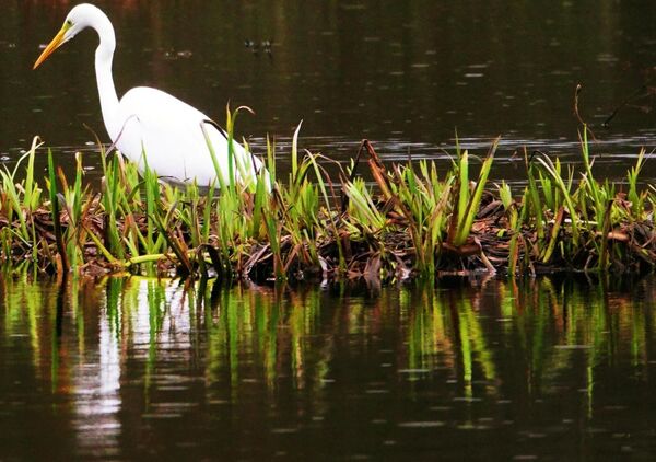 Grande aigrette au bord de l’étang, tableau grande aigrette dans les roseaux