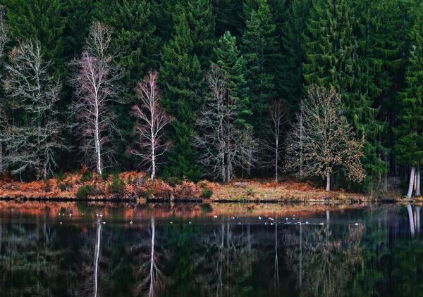 Miroir d’Auvergne, tableau lac et forêt de sapins