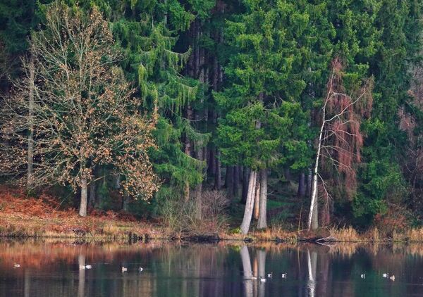 Le lac auvergnat tient la forêt, tableau lac bordé de forêt