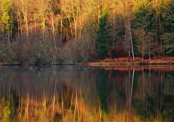 Reflets d’or et de braise, tableau lac aux reflets d’automne