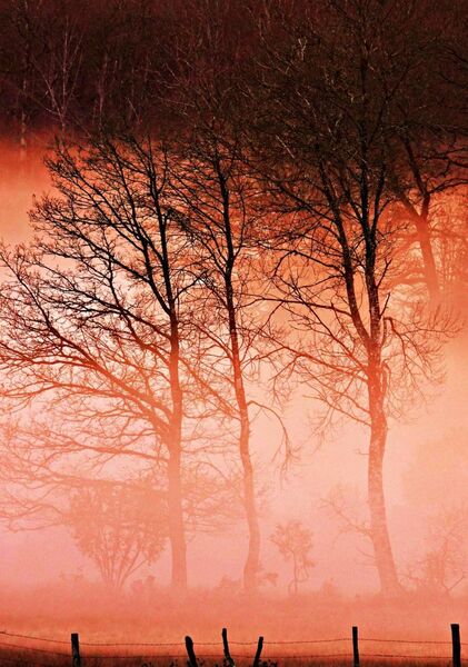 Auvergne incandescente, tableau arbres dans une brume orange