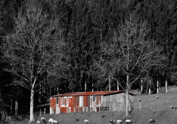 Ruralité auvergnate d’antan, tableau grange rouge et moutons