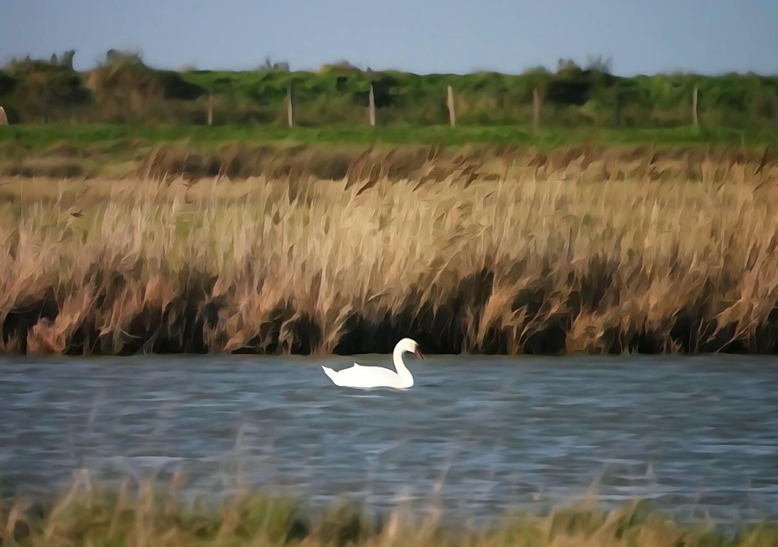 Cygne blanc dans les roseaux du marais, tableau sur aluminium, aperçu dans un intérieur