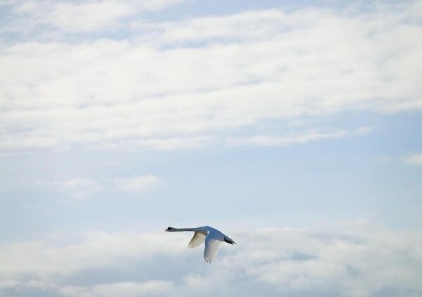 Vol au-dessus de Brouage, tableau oiseau en vol dans les nuages